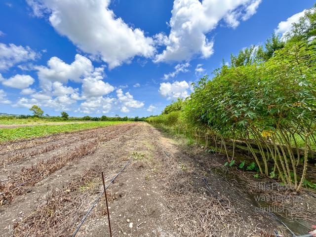 Neil's Plantation Lot 1-4,St. George